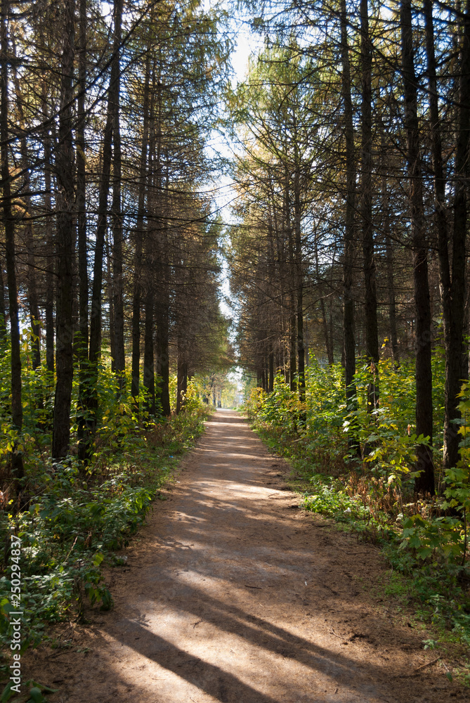 Fototapeta premium Walkway in the city park