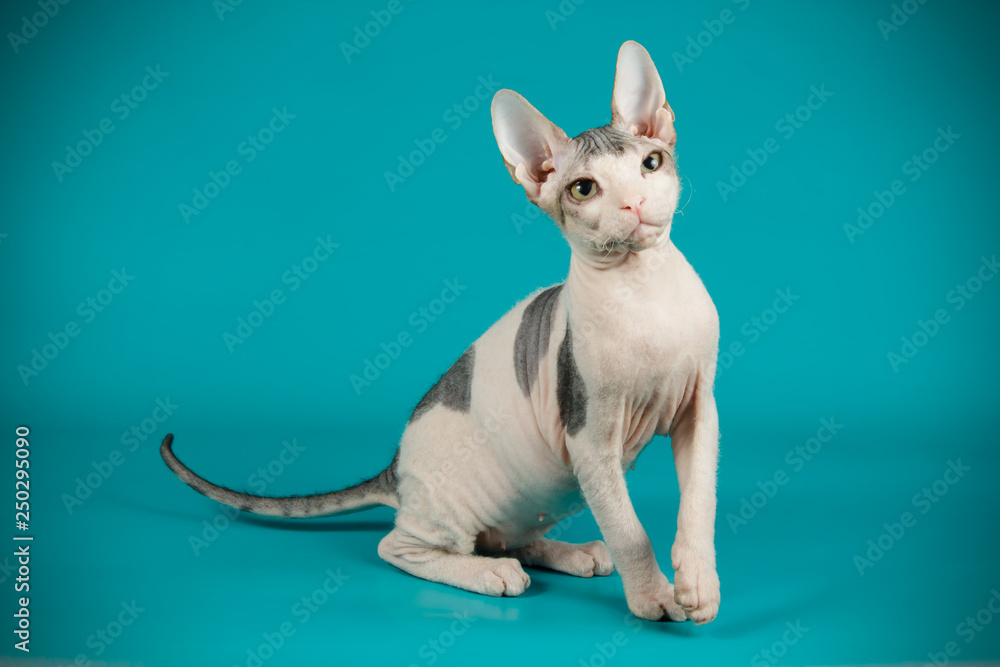 Don Sphinx cat on colored backgrounds