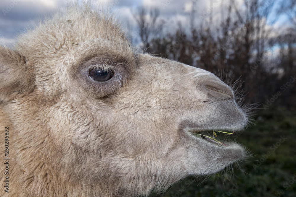 Fototapeta premium Portrait of a camel