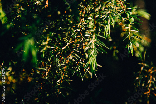 green spruce bokeh