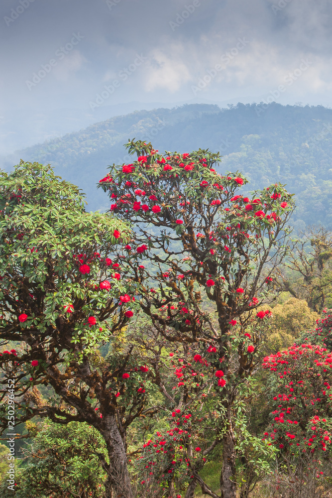 Blooming red rhododendron flowers on the mountain peak.