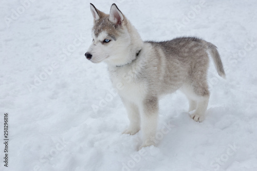 Cute siberian husky puppy is standing on the white snow. Pet animals. © tikhomirovsergey