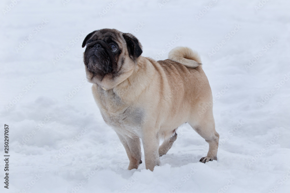 Cute chinese pug puppy is standing on the white snow. Dutch mastiff or mops. Pet animals.