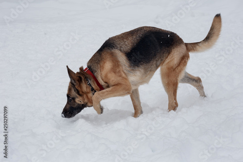 German shepherd is sniffing footprints in the snow. Pet animals. © tikhomirovsergey