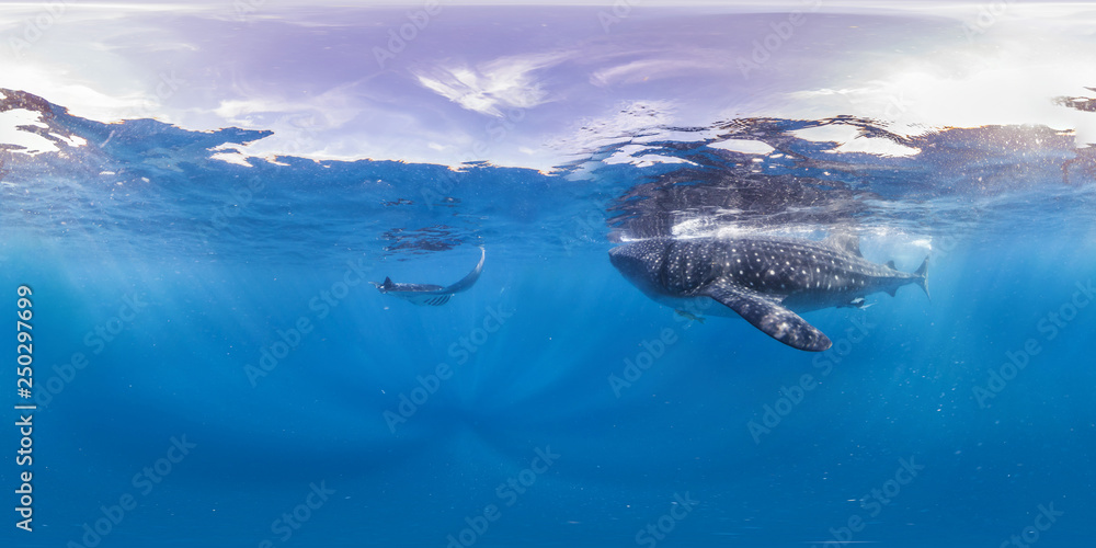 360 of Manta ray and whale shark in blue open ocean