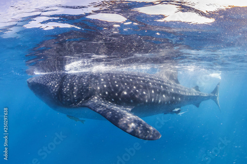 Whaleshark in open ocean