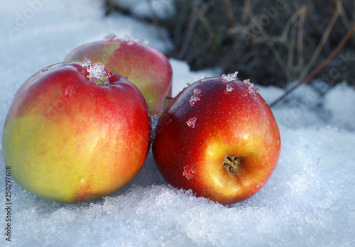 red apples in snow