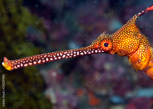 Photography Colorful seadragon head