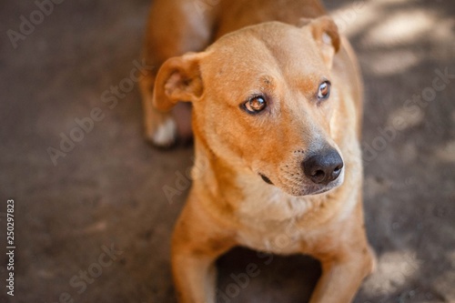 brown dog with short hair looks to the side in disbelief and fear