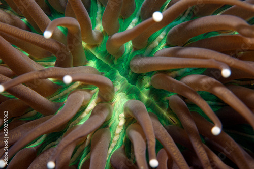 Up close shot of anemone