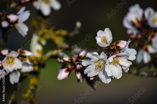 Almond blossom branch