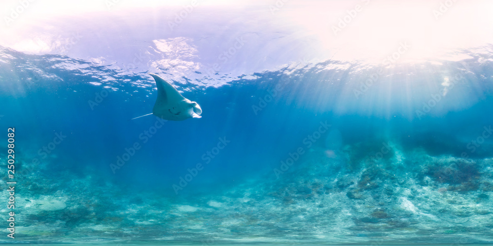 Manta ray in blue open ocean - obrazy, fototapety, plakaty 