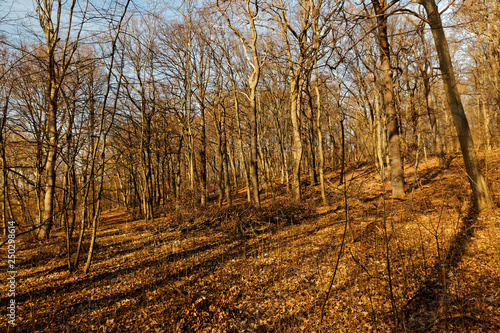 Wald in der Nähe von Erfurt an einem warmen Februartag