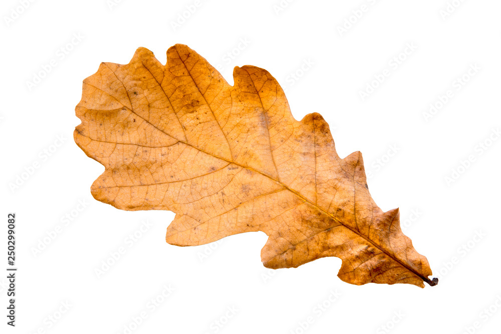 autumn leaf oak autumn leaf oak
