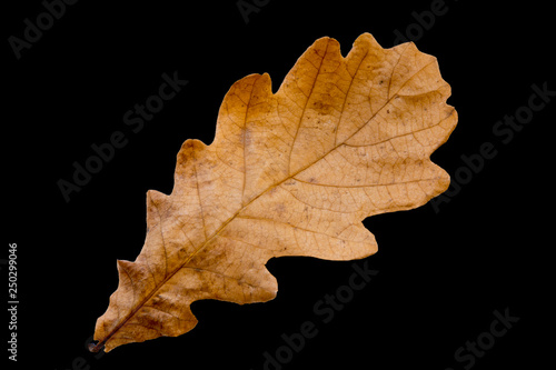autumn oak leaf.