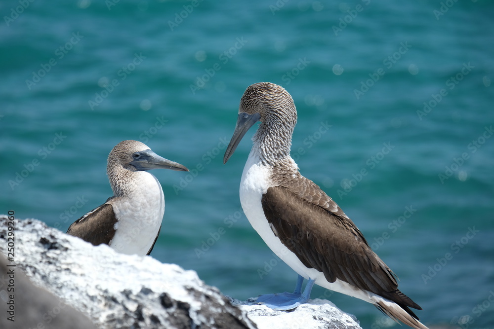 Obraz premium Blue footed bobbies