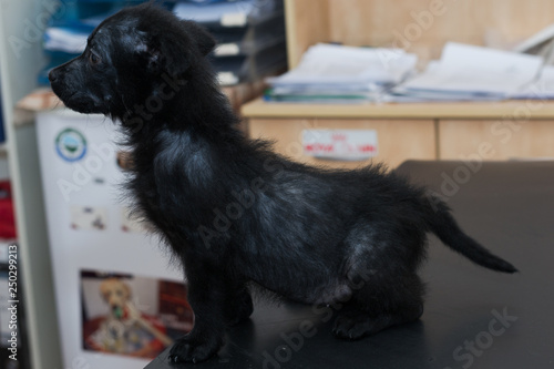 Fotografia small dog with generalized demodectic mange, generalized alopecia