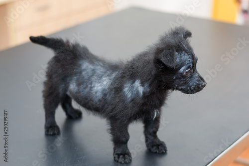 Fotografia small dog with generalized demodectic mange, generalized alopecia