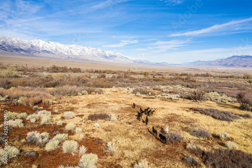 Grazing horses on the desert near the Lone Pine city. View to the mountains.