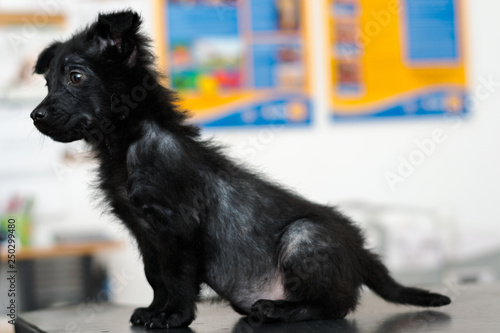 Fotografia small dog with generalized demodectic mange, generalized alopecia