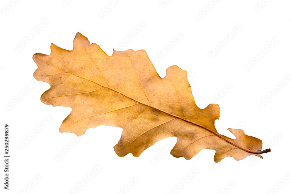 Fototapeta premium autumn leaf oak