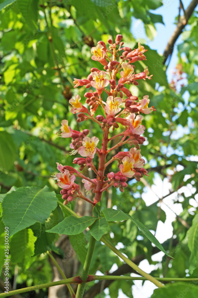 Pink chestnut flowers on a tree branch on a spring day Pink chestnut flowers on a tree branch on a spring day