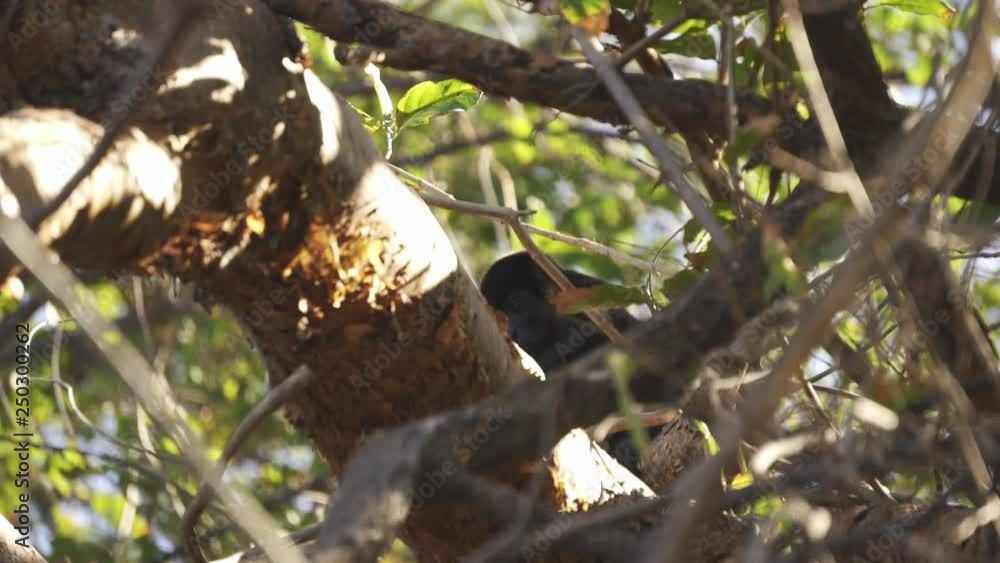 Wild Howler monkey hiding behind branches in a tree timid and shy Wild Howler monkey hiding behind branches in a tree timid and shy
