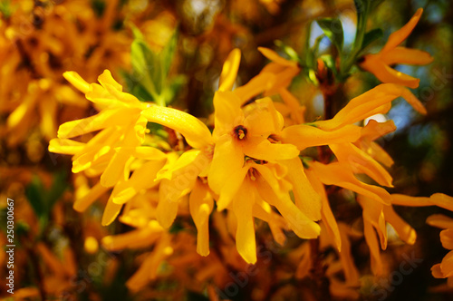 Yellow forsythia flowers with delicate petals on a bush on a spring day