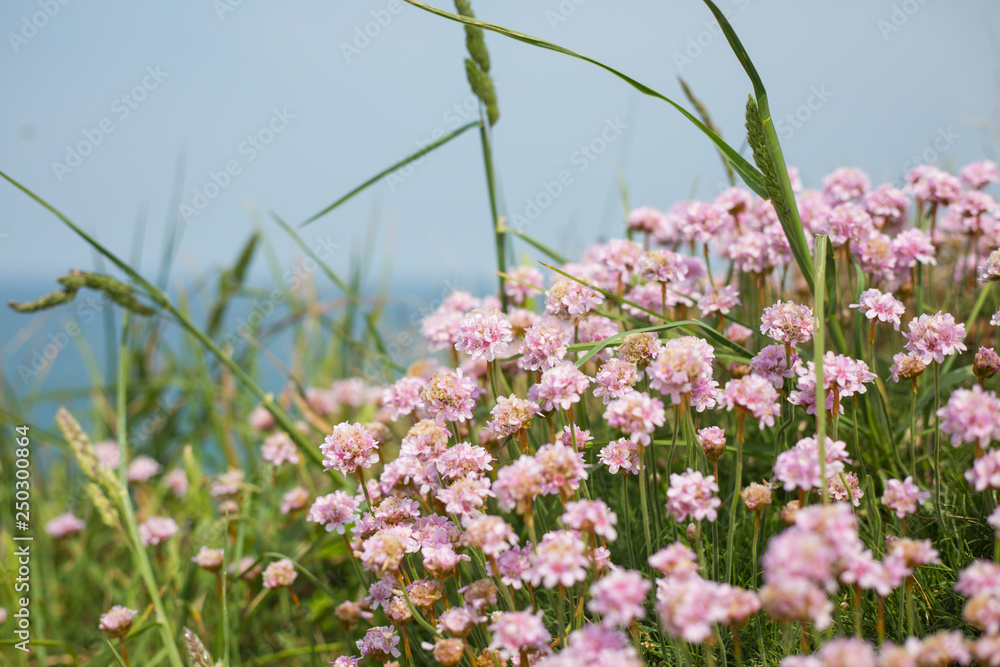 Obraz premium Blumen am meer von newquay england