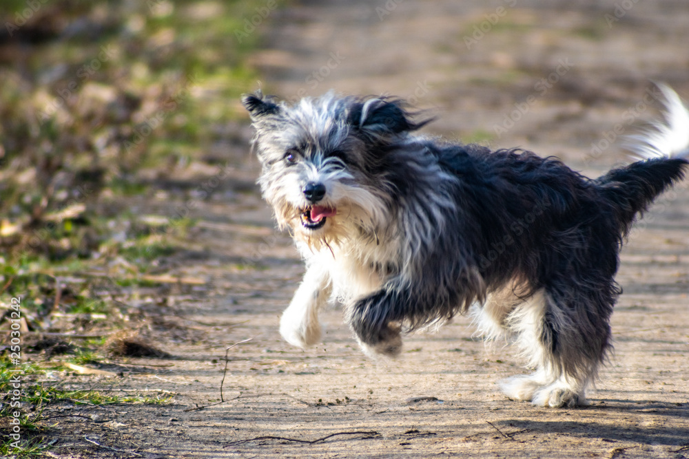 Hund (Bordercollie) springt fröhlich über den Weg Hund (Bordercollie) springt fröhlich über den Weg