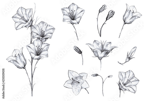 Hand drawn floral set of isolated objects with graphic bluebell flowers, stem, buds on white background