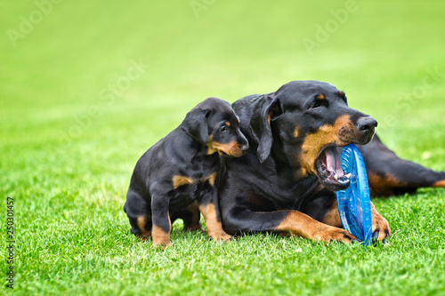 Puppy is playing with his mother. He is a black and brown doberman