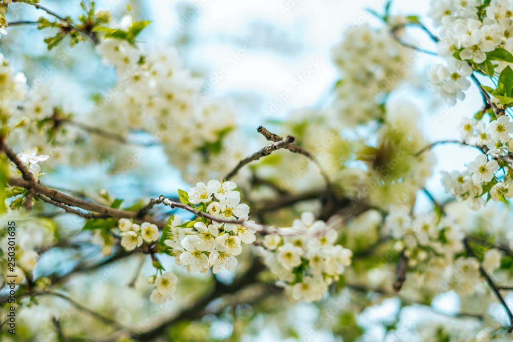 White cherry blossom background with beautiful blurred bokeh effect.