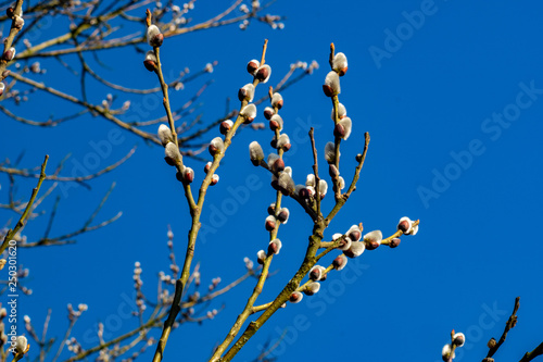 Haselkätzchen an Weidenstrauch im Frühling mit sattblauem Himmel als Hintergrund   photo