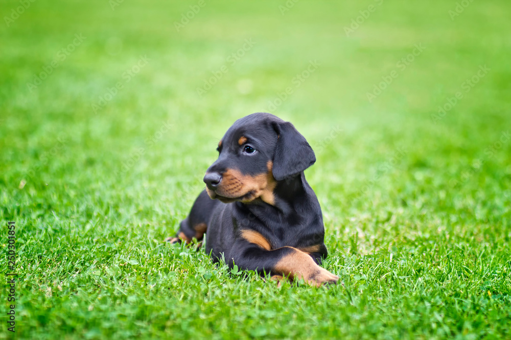 Doberman puppy in grass. Puppy lies on the green grass Doberman puppy in grass. Puppy lies on the green grass