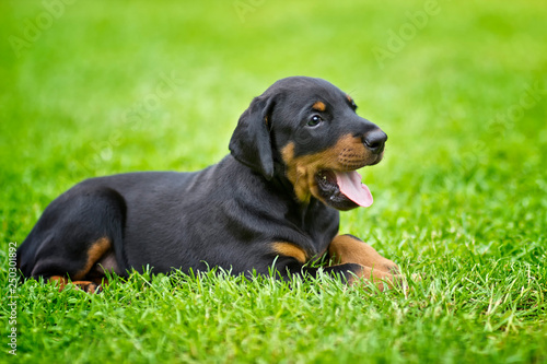 Doberman puppy in grass. Puppy lies on the green grass