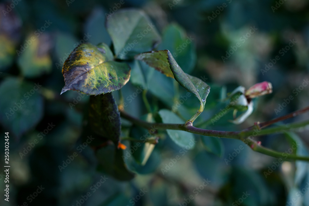 Fototapeta premium background of green leaves