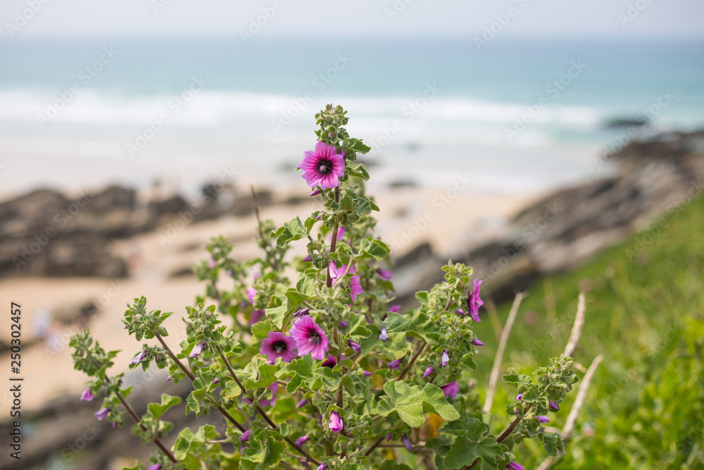 Blumen an der Küste von Newquay England Blumen an der Küste von Newquay England