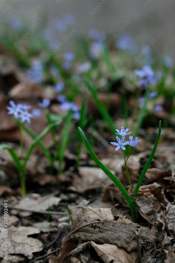 Flowers on the forest floor in spring Flowers on the forest floor in spring