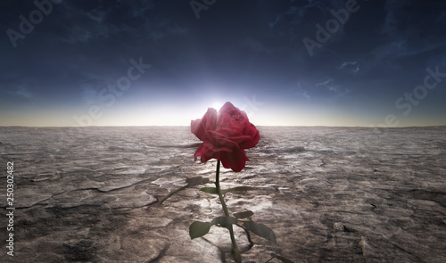 Photo Desert flower