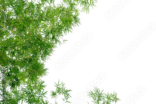 A frame of Asian bamboo plant with leaves branches on white isolated background for green foliage backdrop 