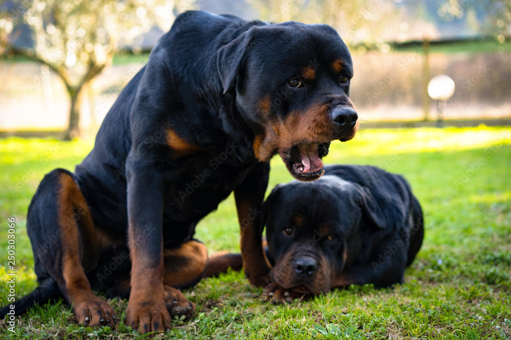 Two beautiful rottweilers lying on the grass in the garden Two beautiful rottweilers lying on the grass in the garden