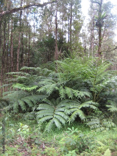 Hawaii nature plants and woods