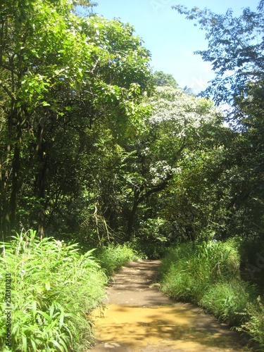 Hawaii plants and woods nature landscape