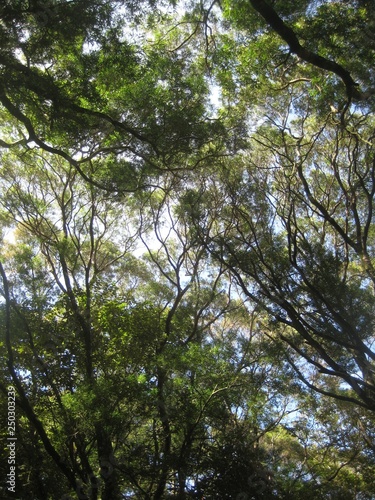 Hawaii plants and woods nature landscape