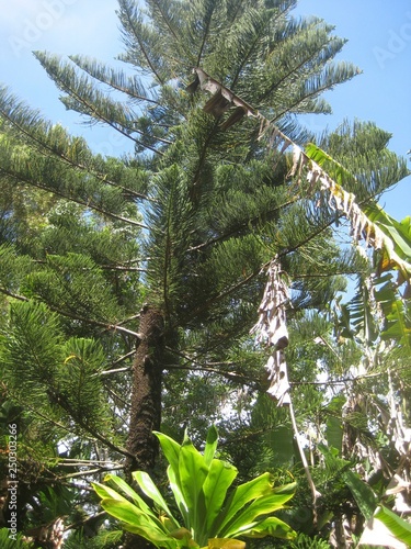 Hawaii plants and woods nature landscape