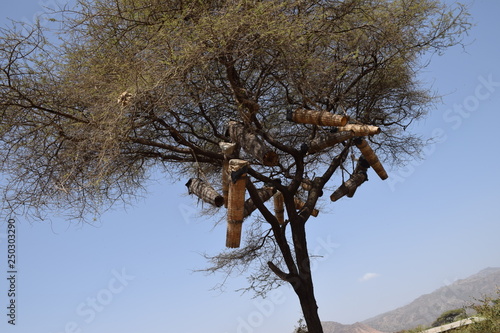 Bienenkörbe hängen in einem Baum in Äthiopien