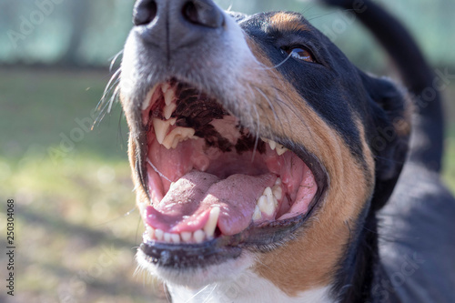 Open dog mouth showing tongue and teeth