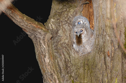 Tawny Owl (Strix aluco)