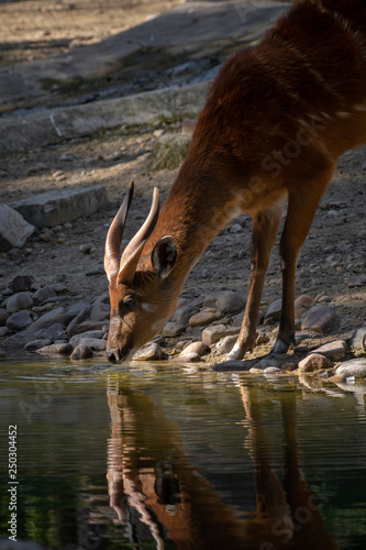 Foto Sitatunga macho junto a un lago